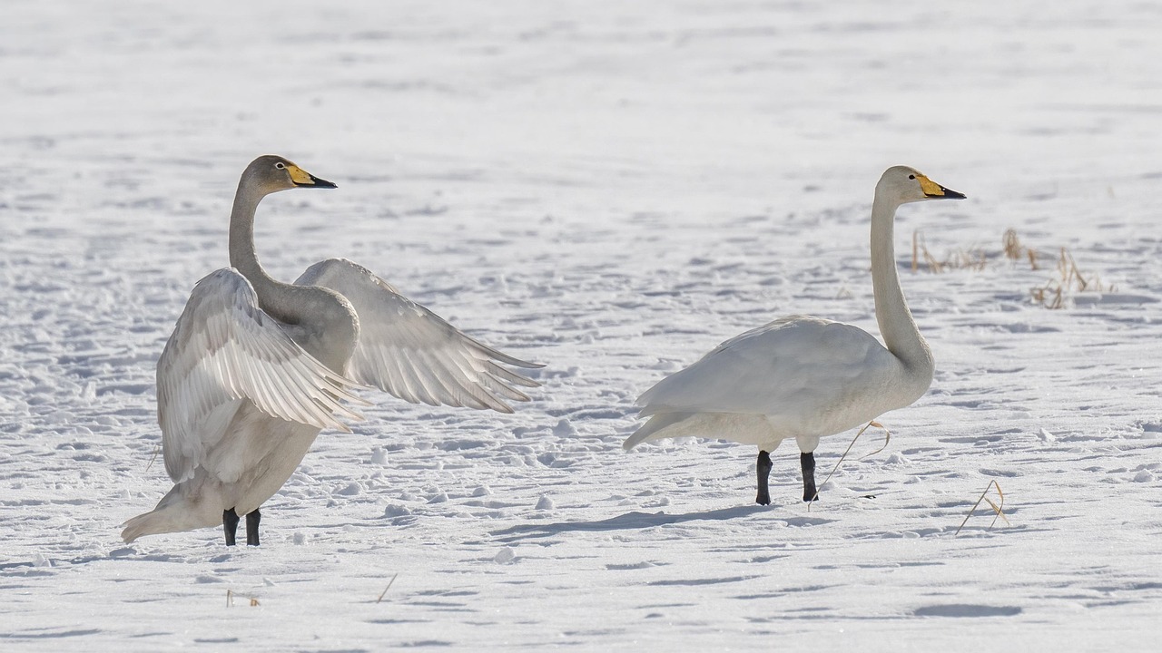 Whooper swans in winter snow in Hokkaido Japan