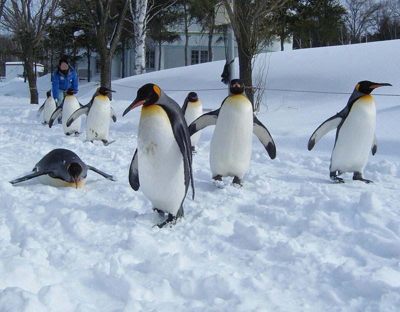 Penguins at Asahiyama Zoo Hokkaido