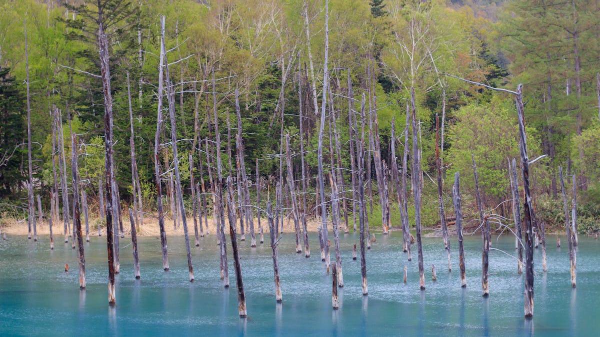 Blue Pond with trees reflected in turquoise water, Biei, Hokkaido