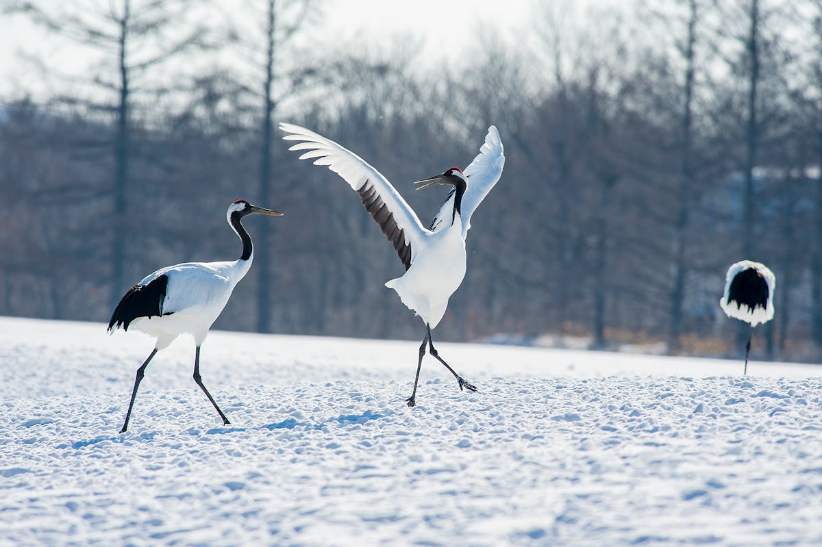 Red-crowned cranes performing mating dance on snowy field in Hokkaido