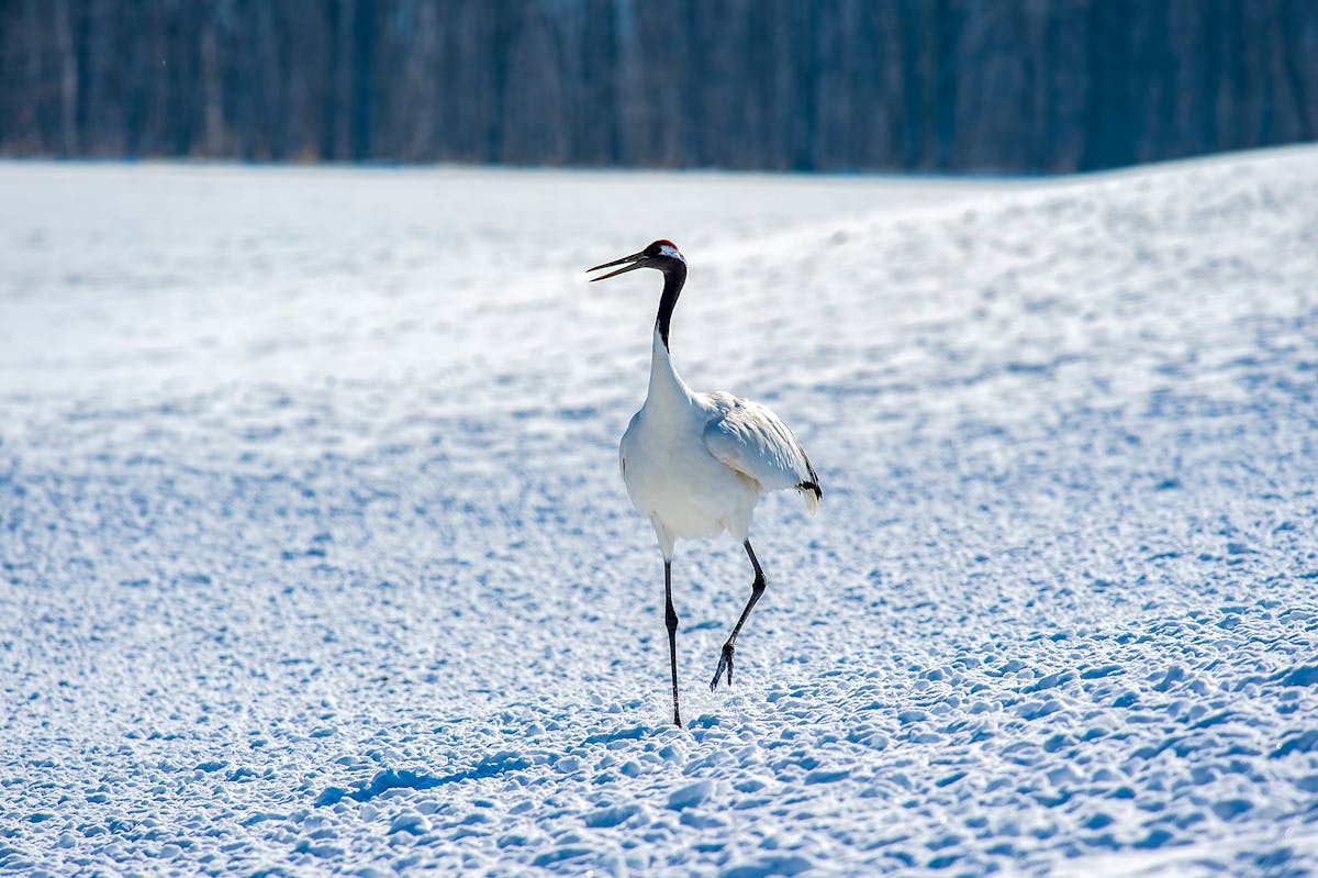 Red-crowned crane walking on snow-covered ground in Hokkaido Japan