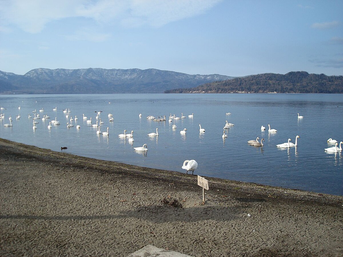 Whooper swans resting at Sunayu hot spring beach on Lake Kussharo