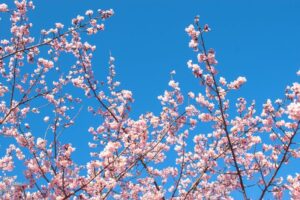 Beautiful cherry blossom branches against a clear blue sky in Japan