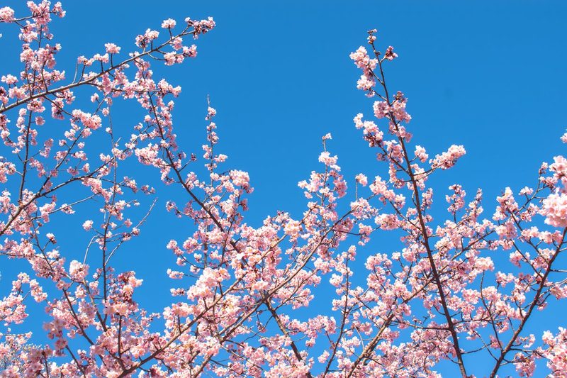 Beautiful cherry blossom branches against a clear blue sky in Japan