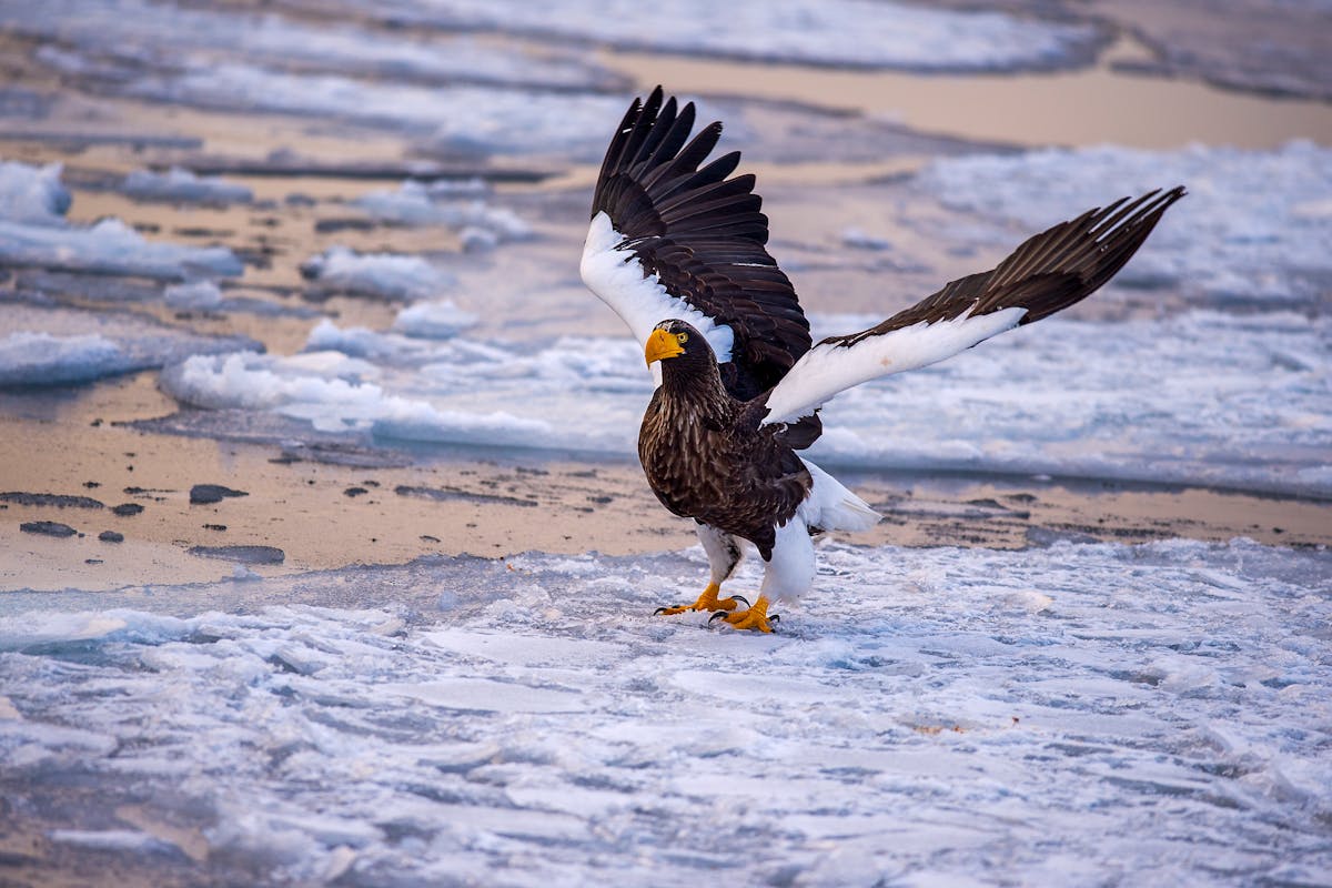 Stellers sea eagle spreading its wings on drift ice in Hokkaido Japan