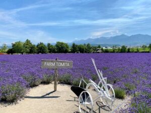 Vibrant lavender fields at Farm Tomita in Nakafurano Hokkaido Japan