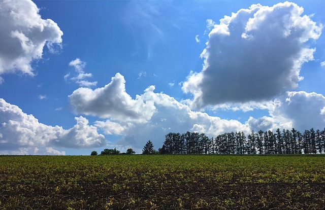 Green potato fields in Biei Hokkaido during summer