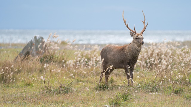 Hokkaido sika deer standing in a grassy meadow by the coast