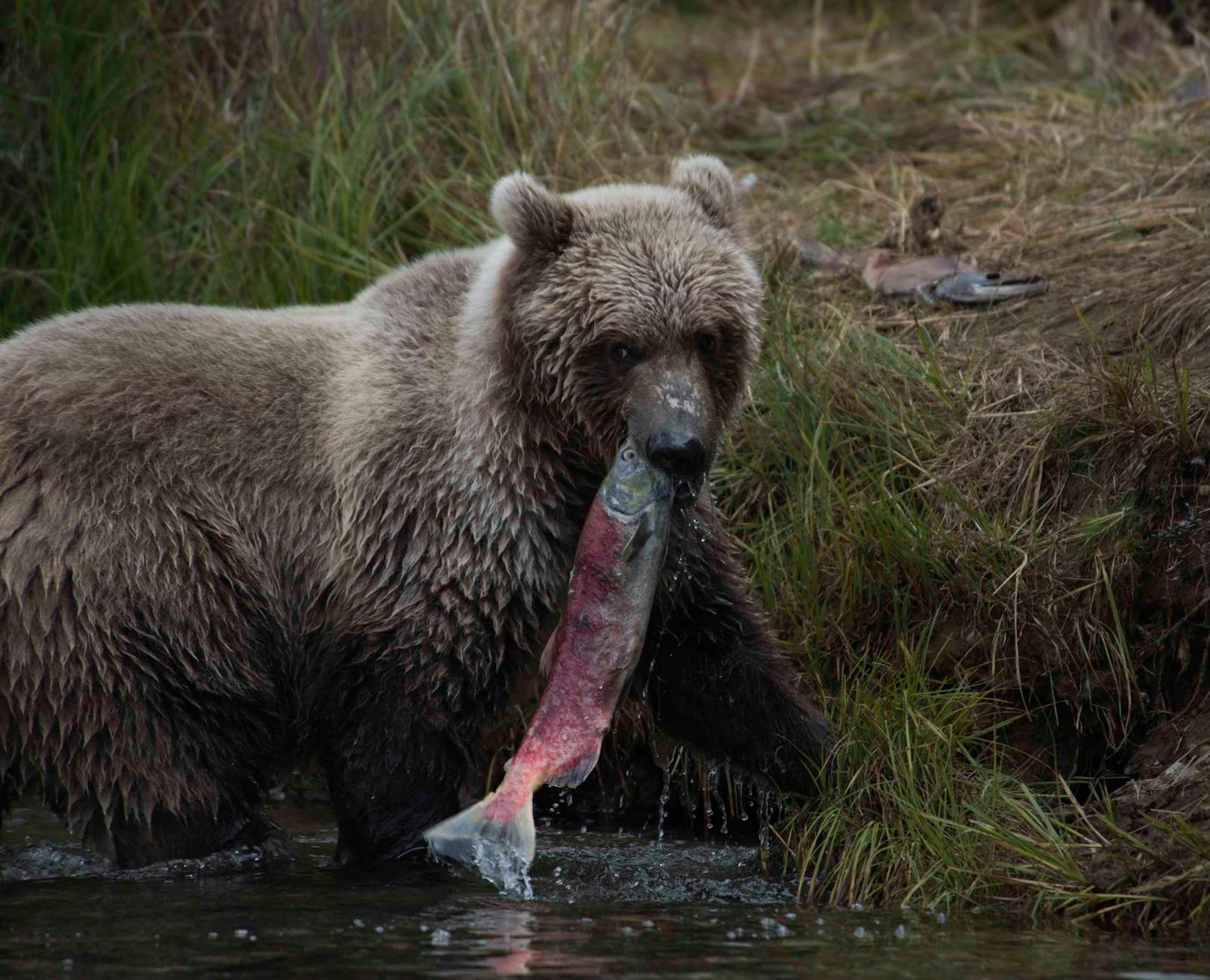 Brown bear catching salmon in a river