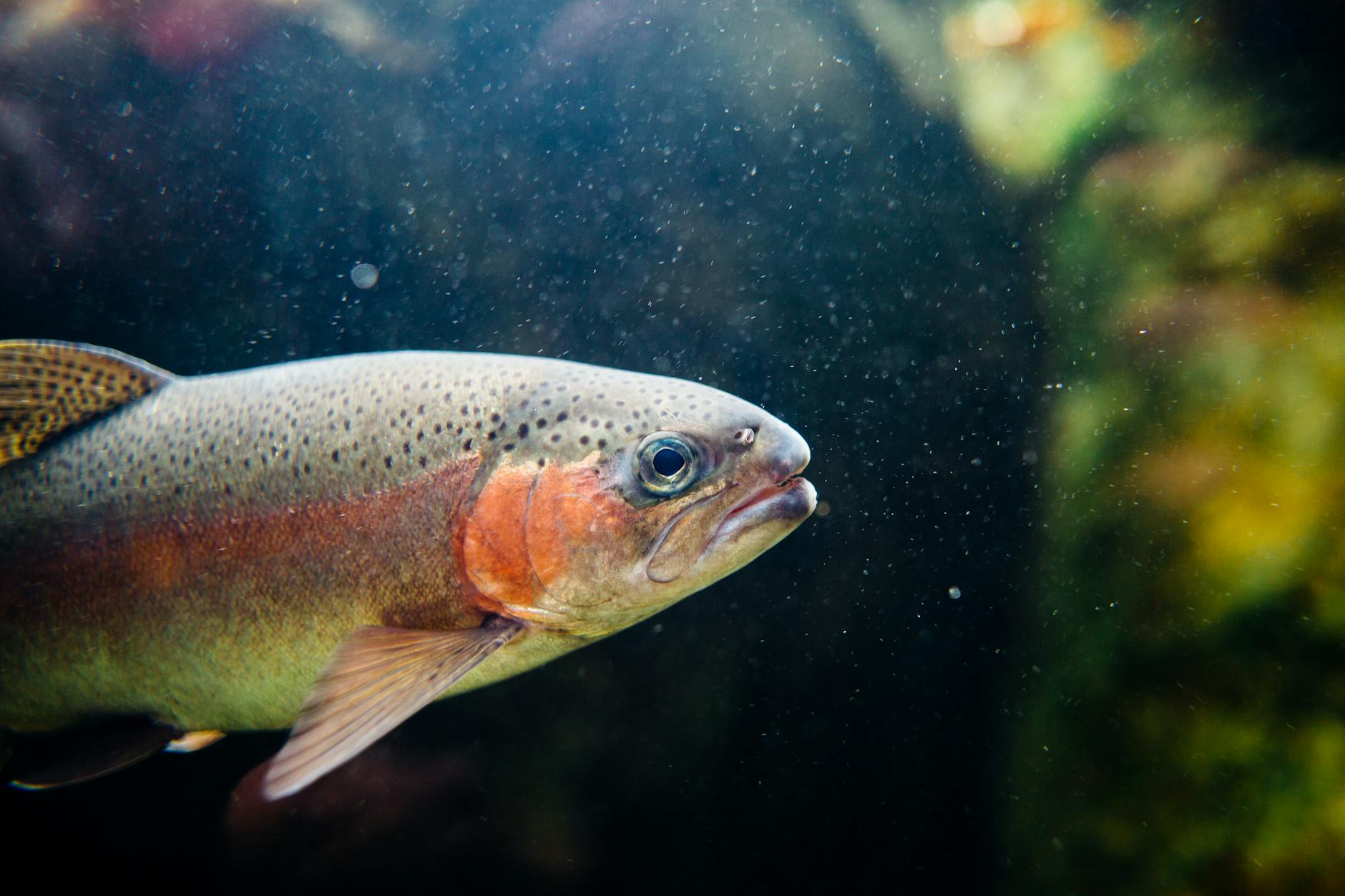 Rainbow trout swimming underwater showing colorful patterns