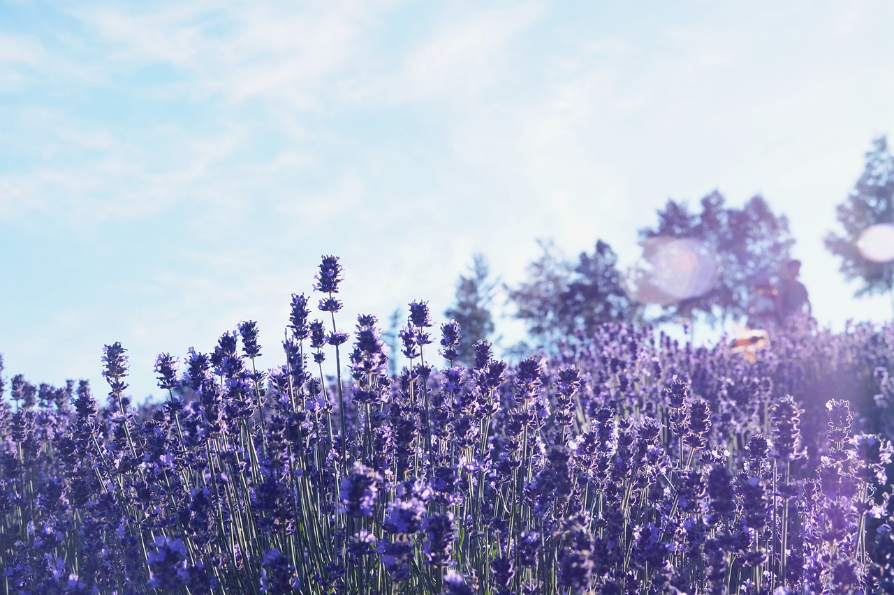 Purple lavender fields stretching across Furano Hokkaido in summer