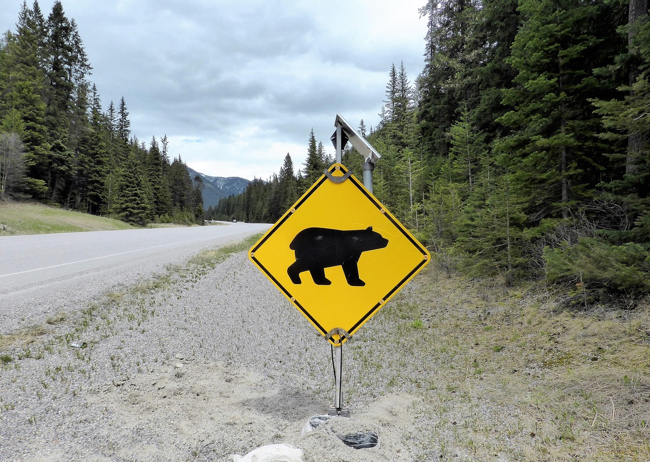 Bear warning traffic sign in a natural park area