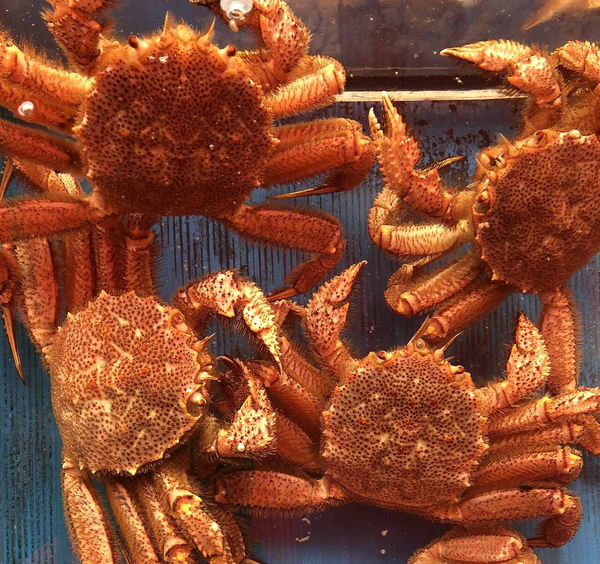 Crab in Hokkaido Japan