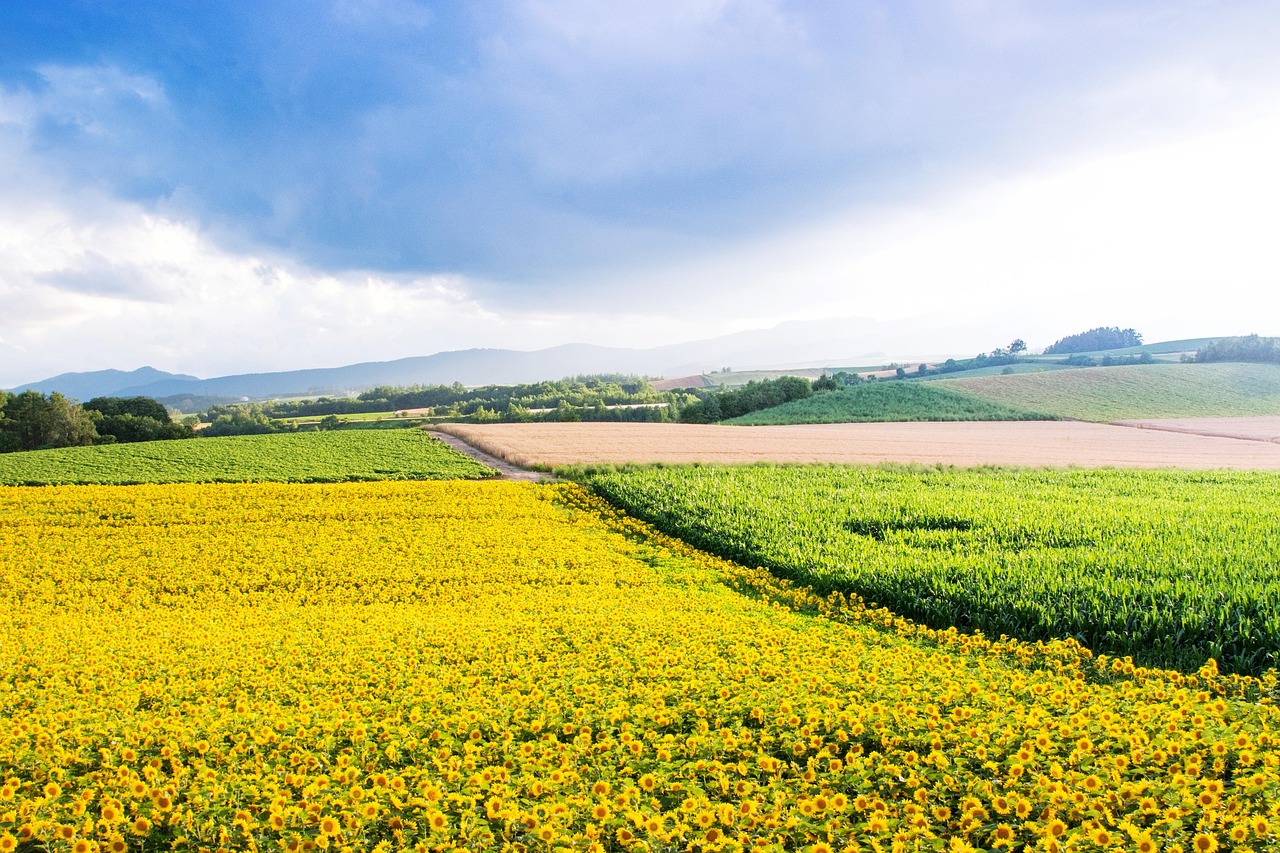 Sunflower field in Biei, Hokkaido during summer