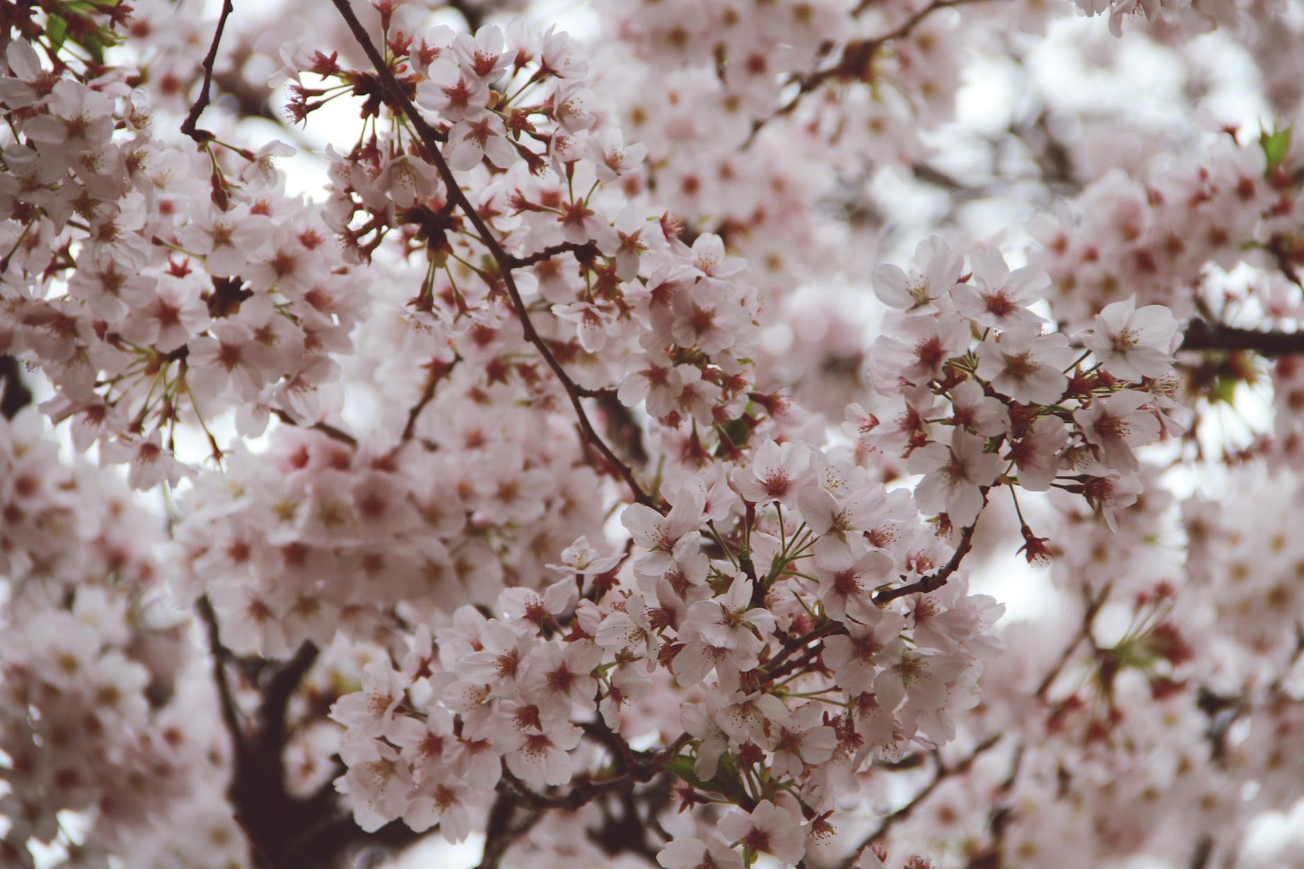 Pink cherry blossoms in full bloom during spring in Japan