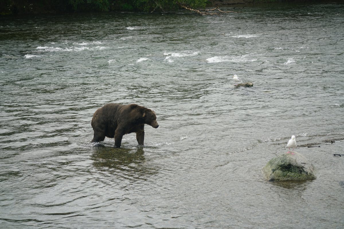 Hokkaido brown bear walking through a river