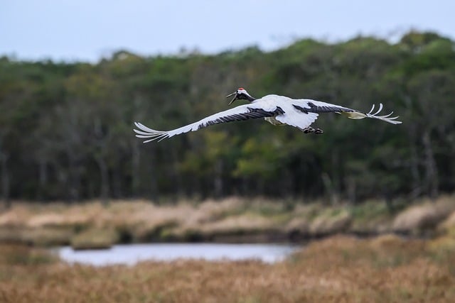 Red-crowned crane flying with wings spread in Hokkaido Japan