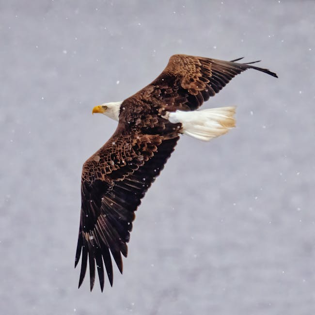 Eagle soaring over winter snow landscape