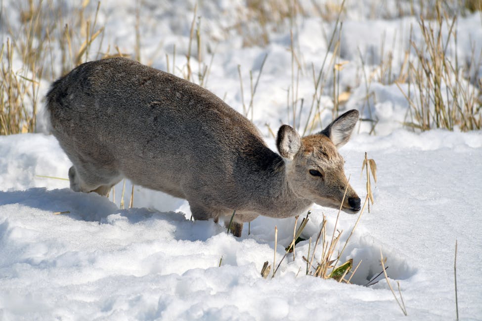 Ezo sika deer standing in grassland in Hokkaido Japan
