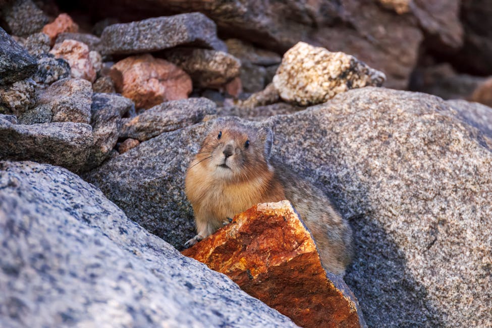 Small pika sitting on rocky mountain terrain