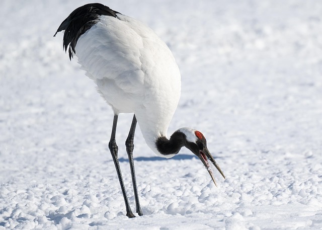 Red-crowned cranes performing mating dance on snowy ground in Hokkaido