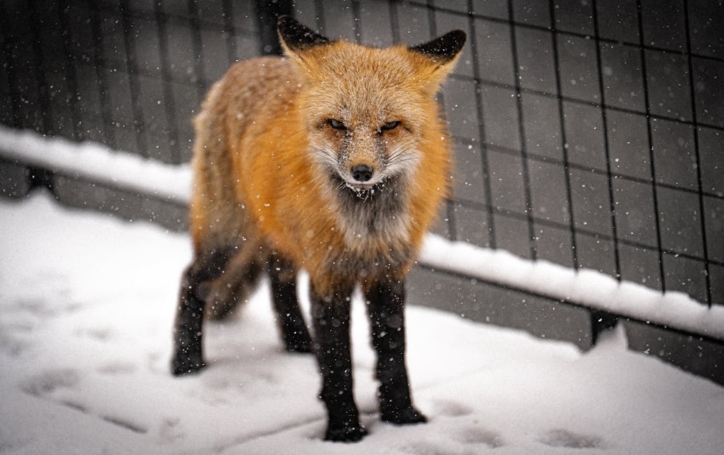 Red fox walking through snow in winter