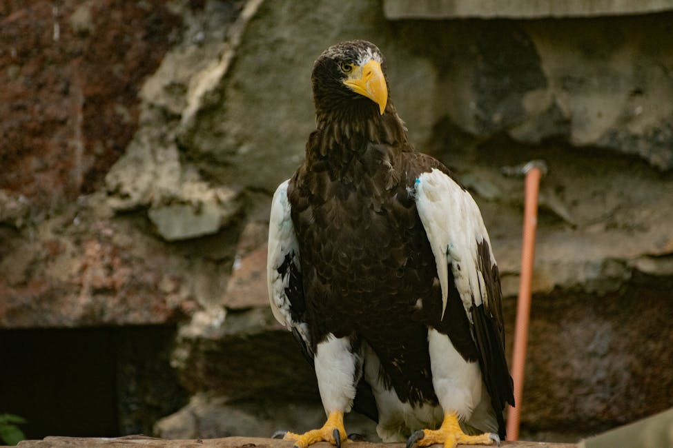 Stellers sea eagle perched, showing distinctive yellow beak