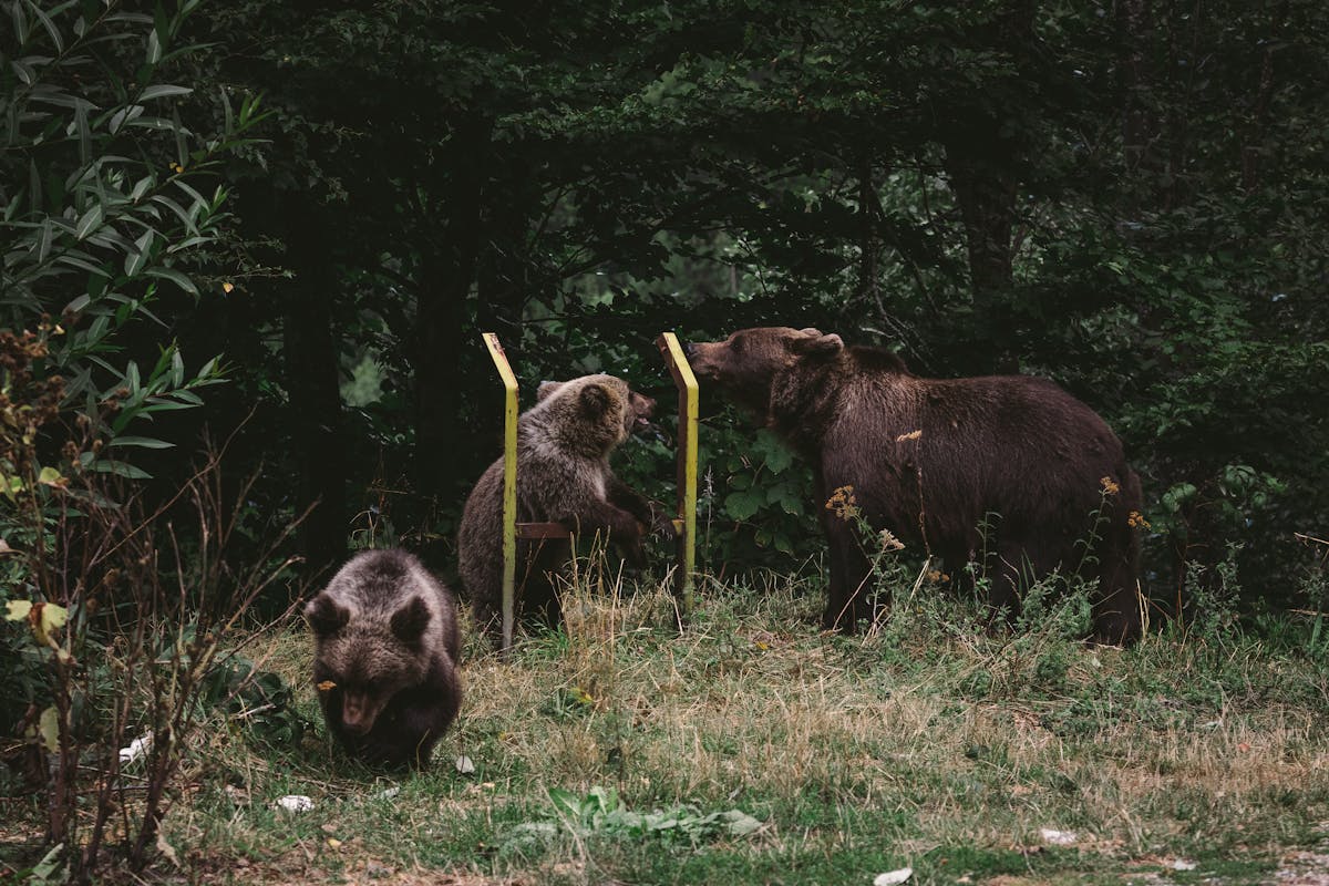 Brown bear family exploring a forest area