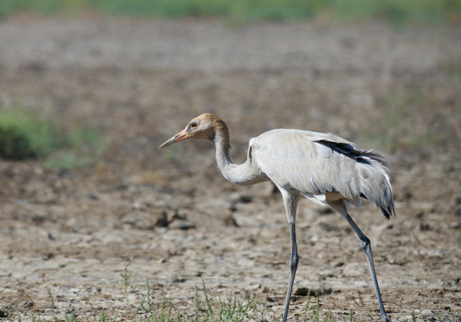 Crane bird on a tidal flat