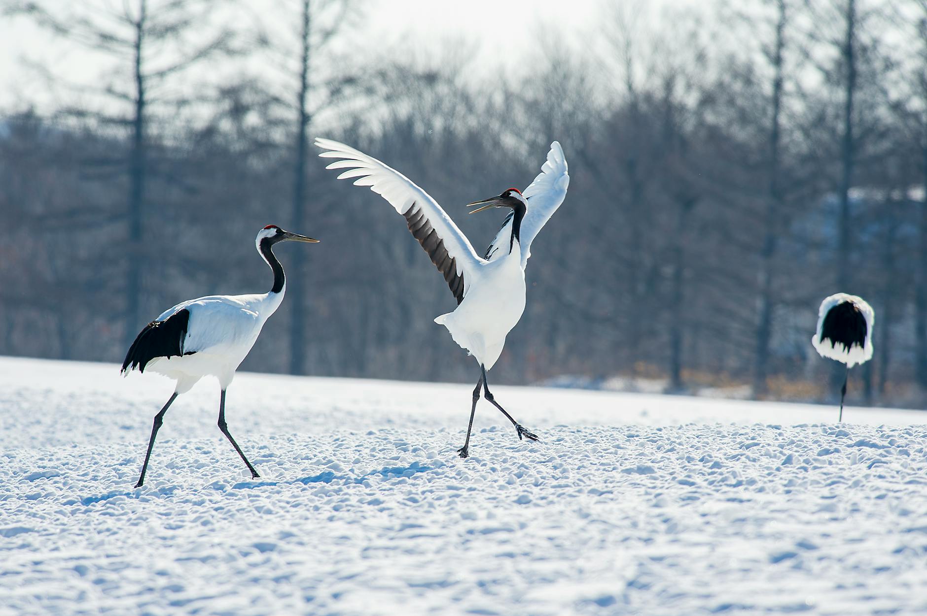 Group of red-crowned cranes in Hokkaido winter