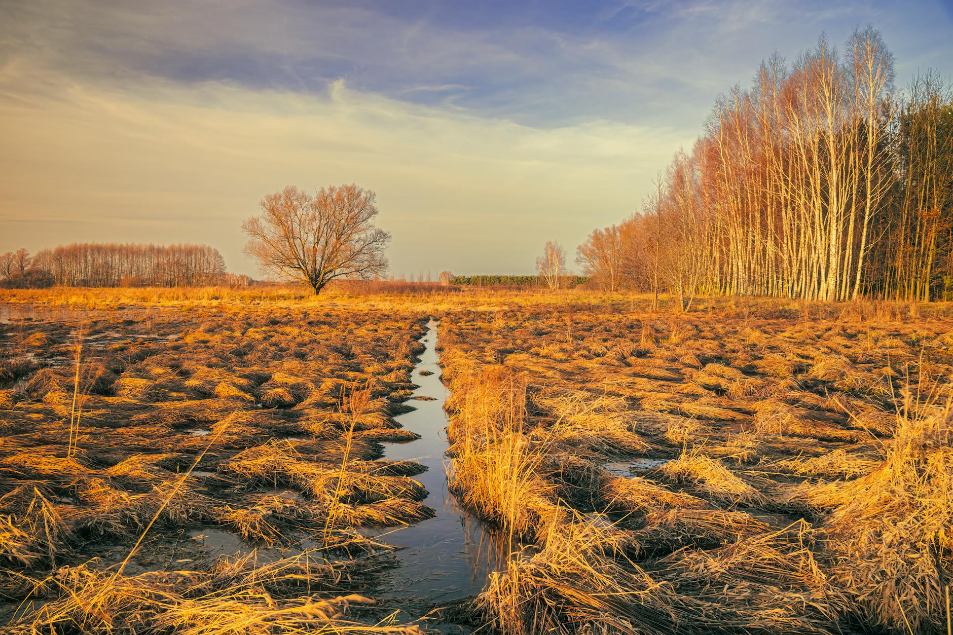 Wetland marshland landscape
