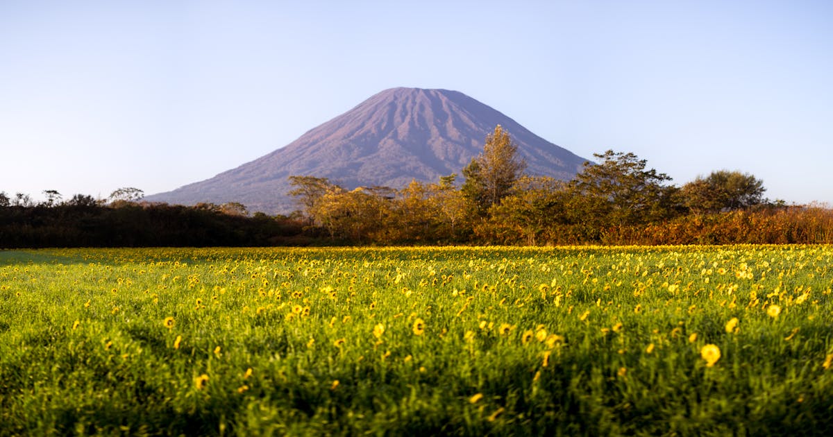 A sunflower field in bloom with Mount Yotei in the background during sunrise in Hokkaido