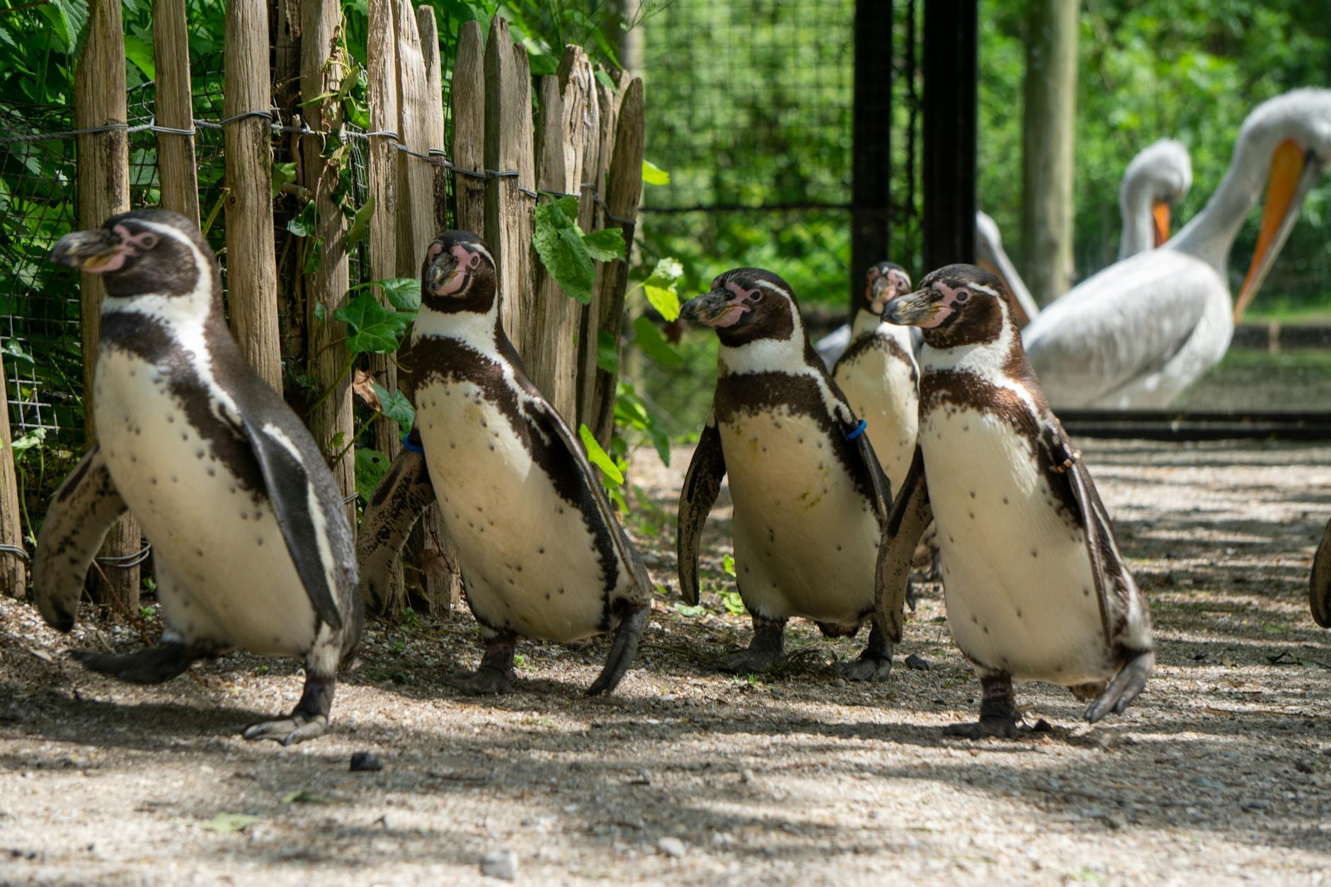 penguin walking snow zoo