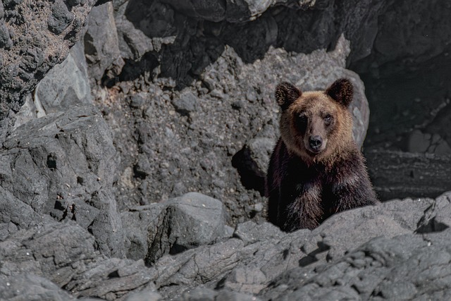Brown bear in the wilderness of Hokkaido Japan