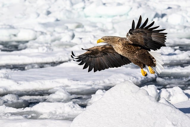 White-tailed eagle in flight above drift ice near Rausu Hokkaido