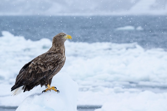 White-tailed eagle flying over drift ice landscape near Rausu Hokkaido