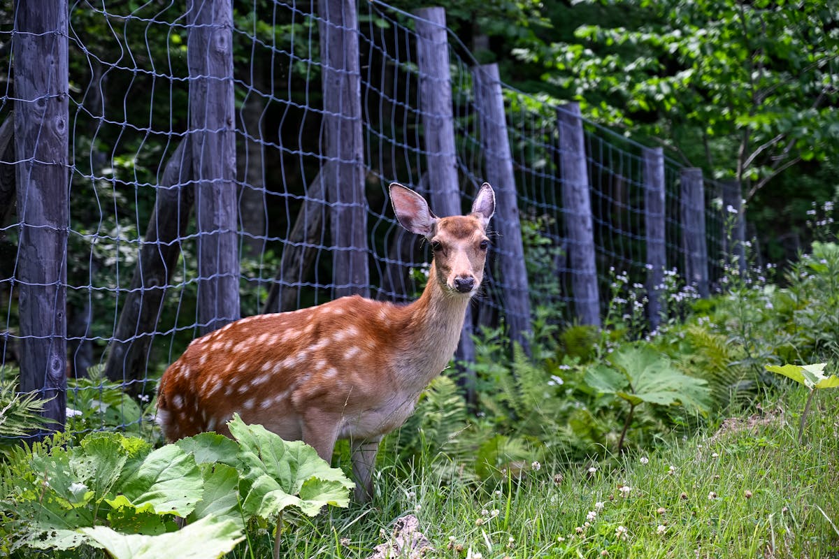 Ezo deer standing in Hokkaido nature reserve