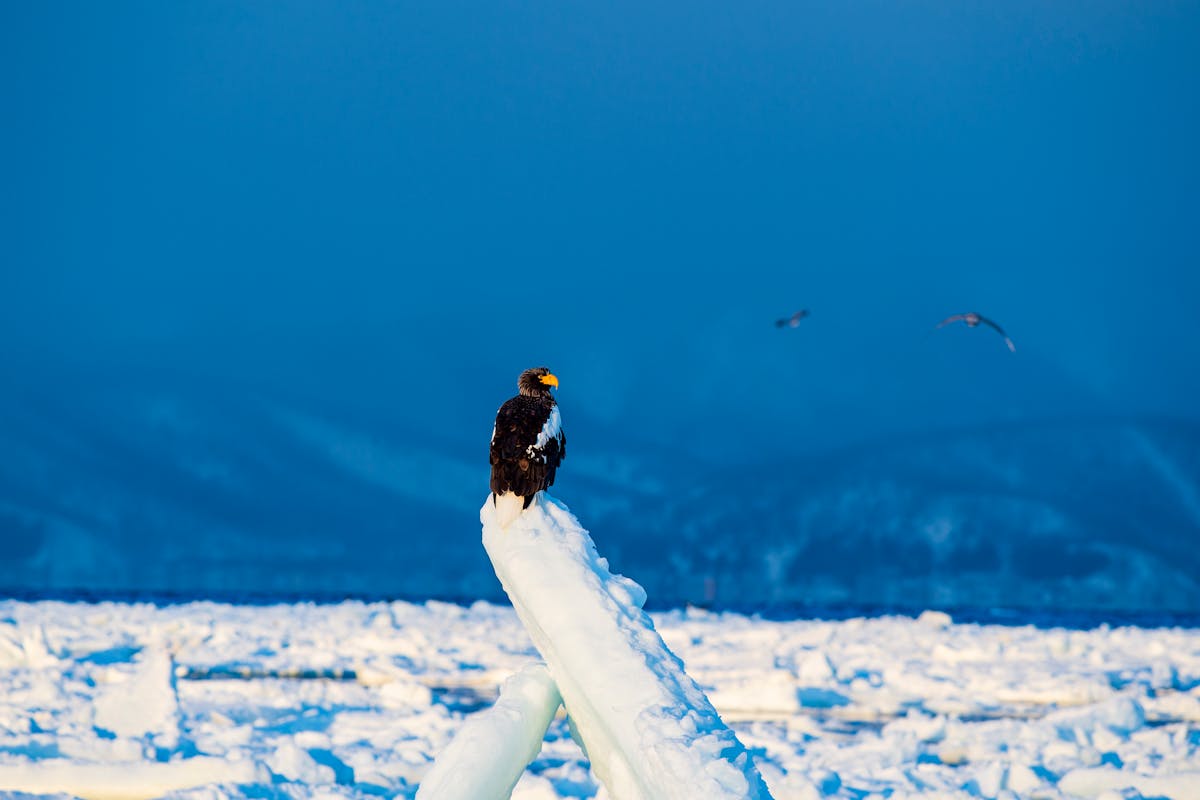 Stellers sea eagle perched on drift ice in Hokkaido winter