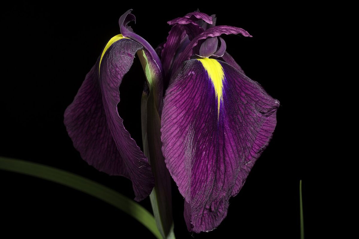 Sarobetsu Wetland in Hokkaido Japan