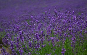 Furano lavender field