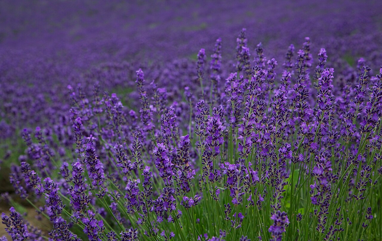 Furano lavender field