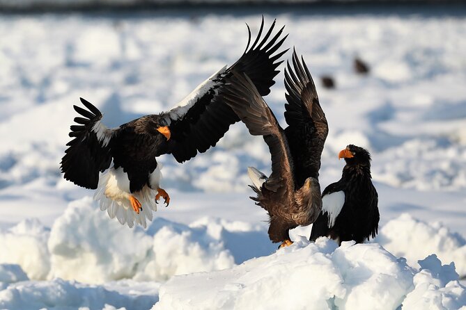 2hours Drift ice walk guided tour in Shiretoko National Park - The Wildlife Connection in Shiretoko