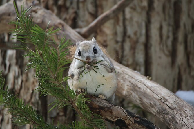 3.5hours Primeval Forest Snowshoe hike and Wildlife Watching Tour - Key points to know before booking