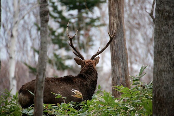 3.5hours Primeval Forest Snowshoe hike and Wildlife Watching Tour - Is $55.52 a fair price?