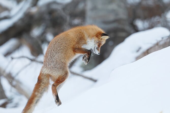 3.5hours Primeval Forest Snowshoe hike and Wildlife Watching Tour - Meeting the group in Utoro