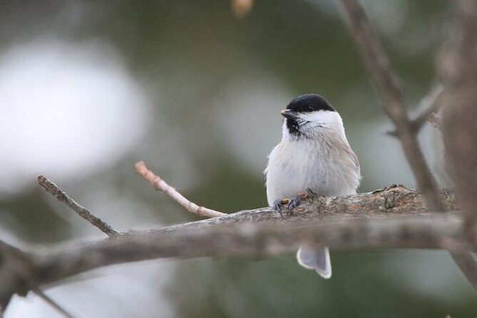 3 hours Snowshoe hike to "Furepe fall" and Wildlife Watching - Why this short Shiretoko walk feels special