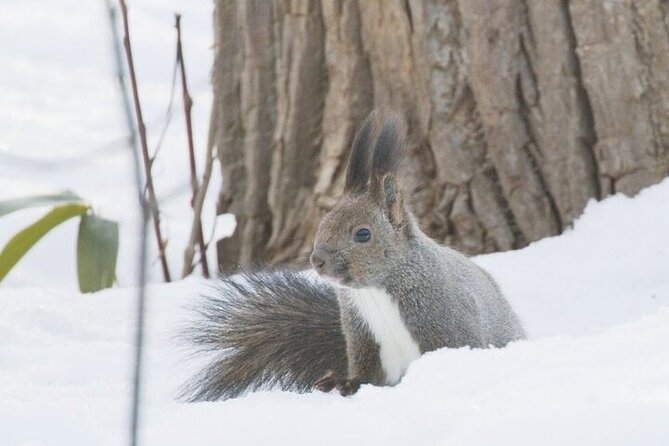 3 hours Snowshoe hike to "Furepe fall" and Wildlife Watching - Looking for deer along the way