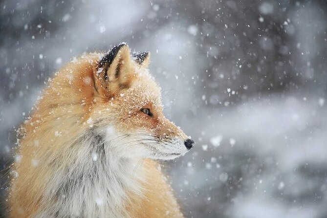 3 hours Snowshoe hike to "Furepe fall" and Wildlife Watching - How strenuous is three hours on snowshoes?