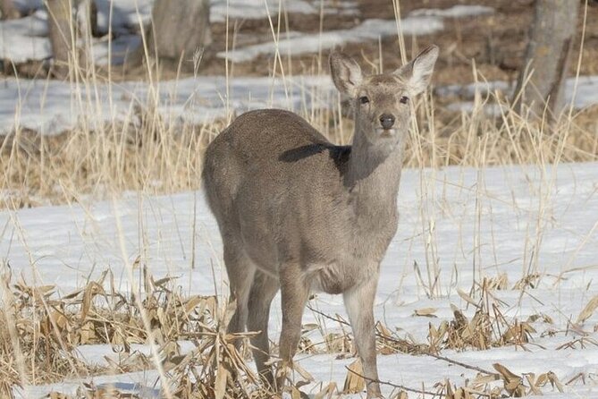 3 hours Snowshoe hike to "Furepe fall" and Wildlife Watching - Starting at Utoro-Shiretoku Roadside Rest Area