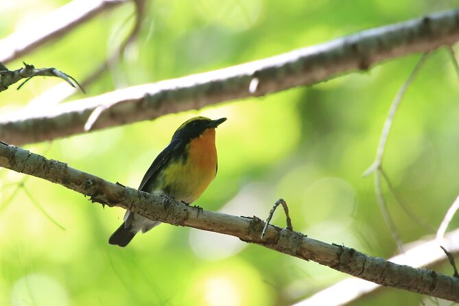 3hours Primeval Forest and Stunning Views of Cliff Trekking Tour - Starting at the Nature Center